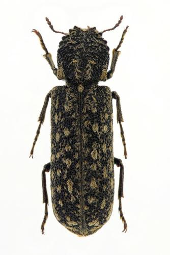 Lichenophanes varius